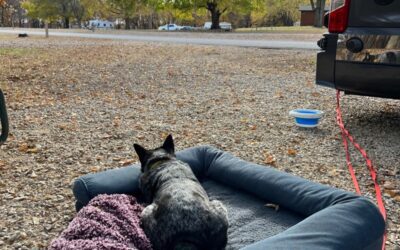 Camping With Dogs