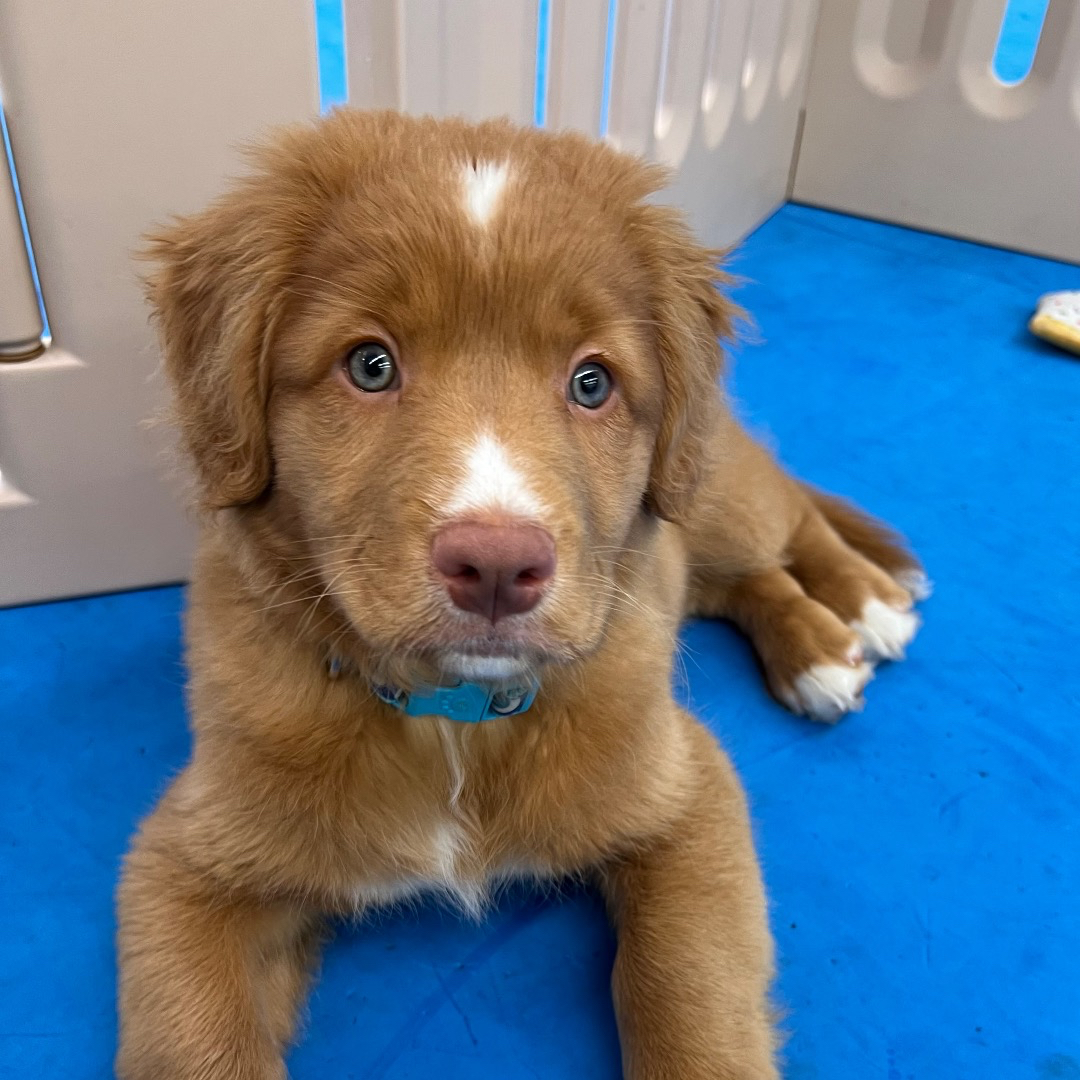 Puppy