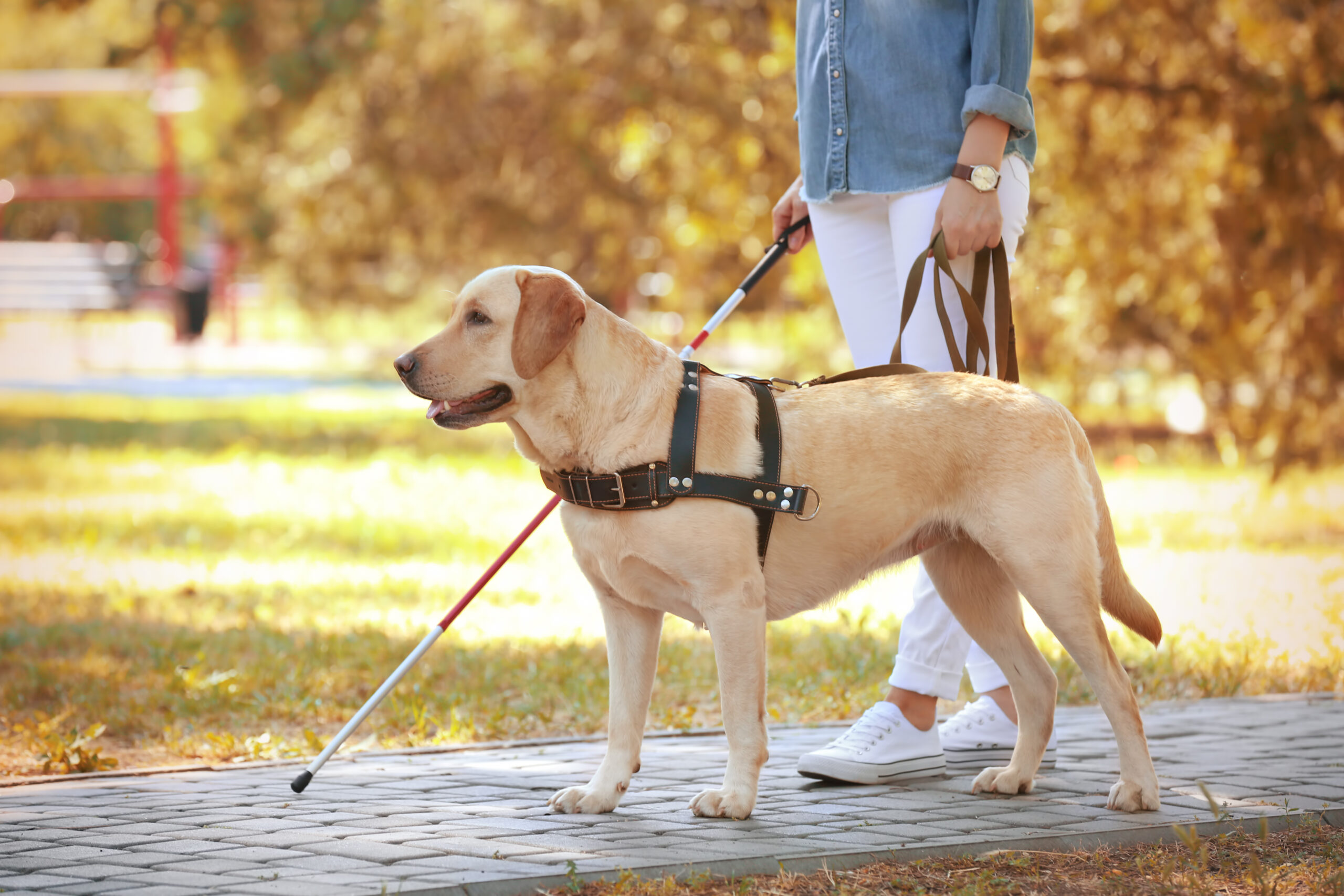 Guide,Dog,Helping,Blind,Woman,In,Park